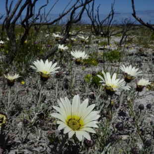 Arctotis stoechadifolia